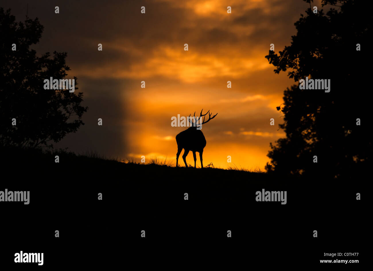 Red Deer (Cervus elaphus, Bradgate Park, Newton Linford, Leicestershire, UK, Europe Banque D'Images