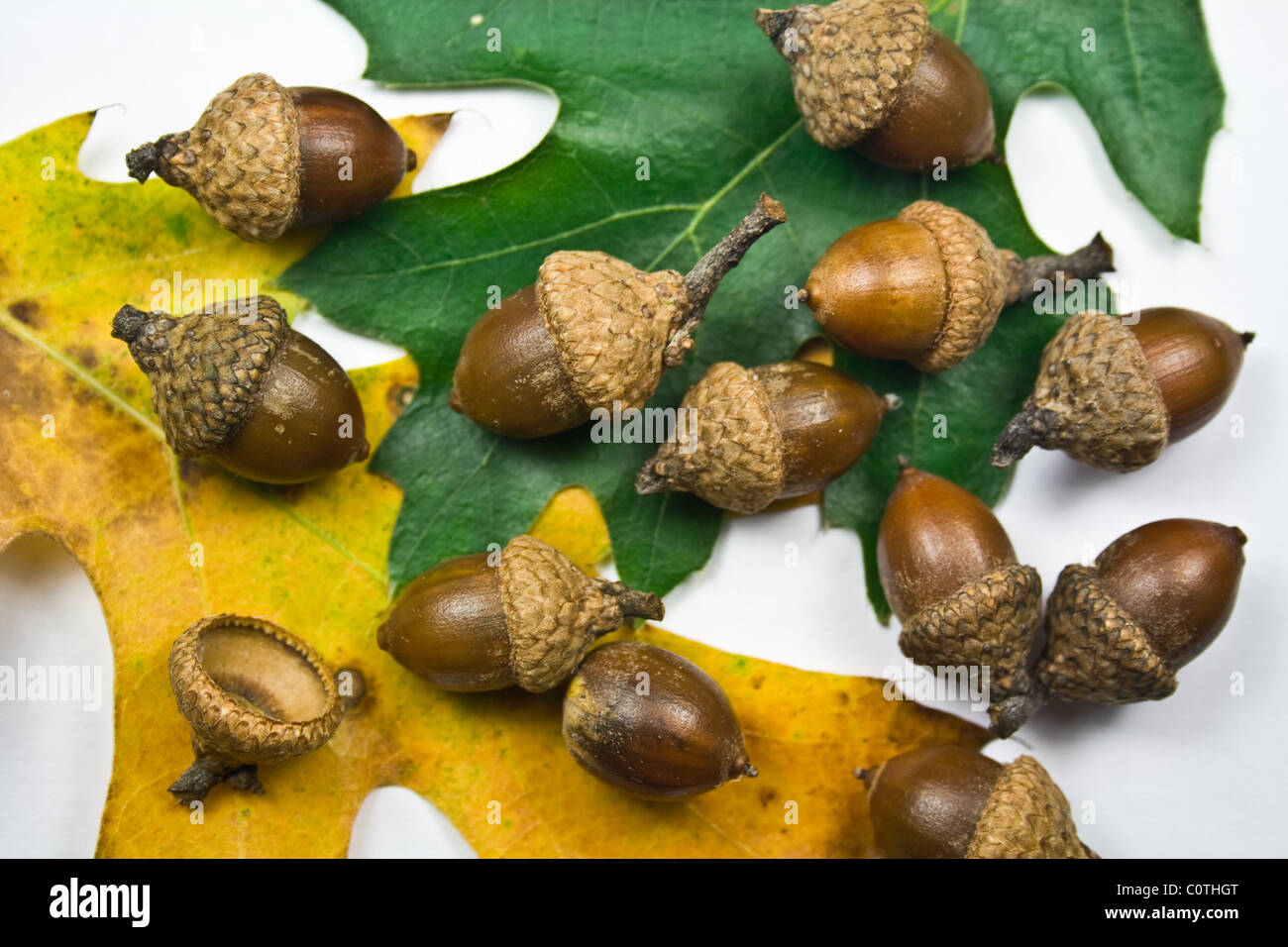 Oak Tree Seeds les glands et les feuilles Photo Stock Alamy