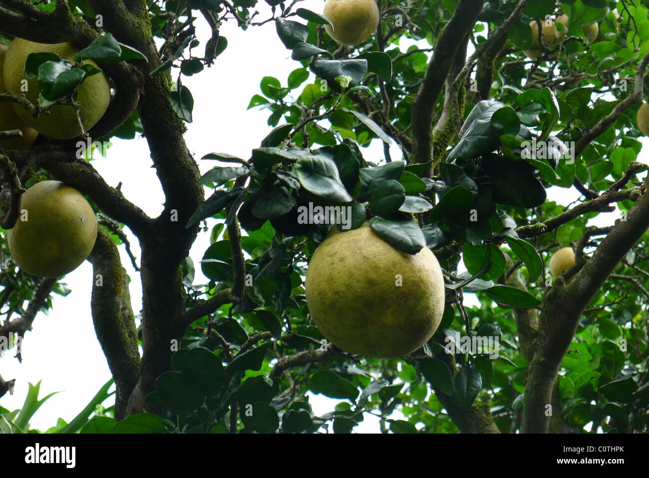 Pomela arbre fruitier, Lyon Arboretum, Manoa Vally, Honolulu, Hawaii Banque D'Images