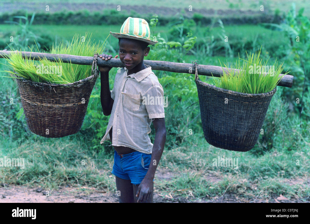 Portrait du jeune garçon malgache transportant la récolte de riz fraîchement moissonnée dans des paniers sur le Pole, près de fort Dauphin, Madagascar Banque D'Images