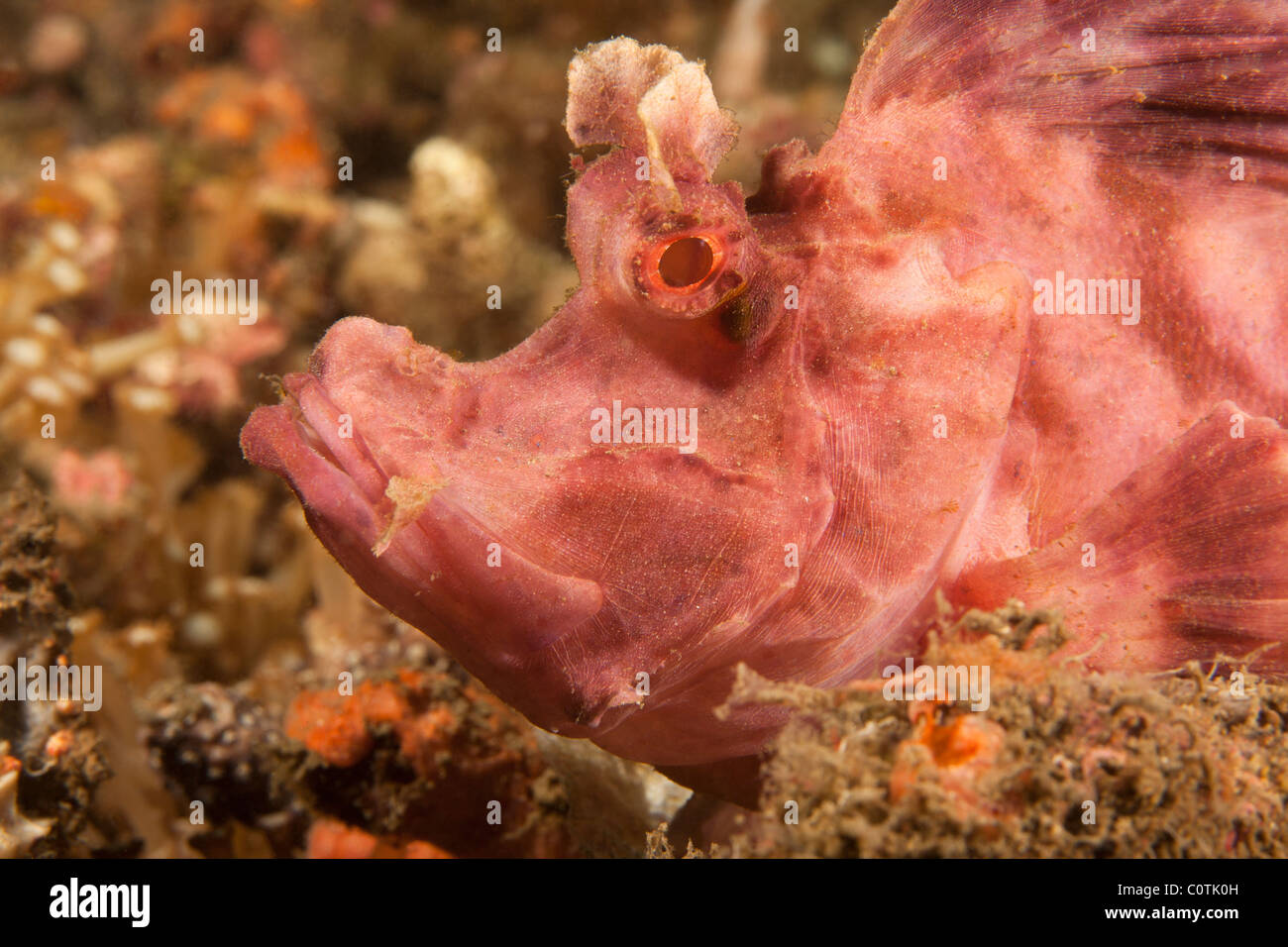 Weedy Scorpionfish (Rhinopias frondosa), le Détroit de Lembeh, au nord de Sulawesi, Indonésie Banque D'Images