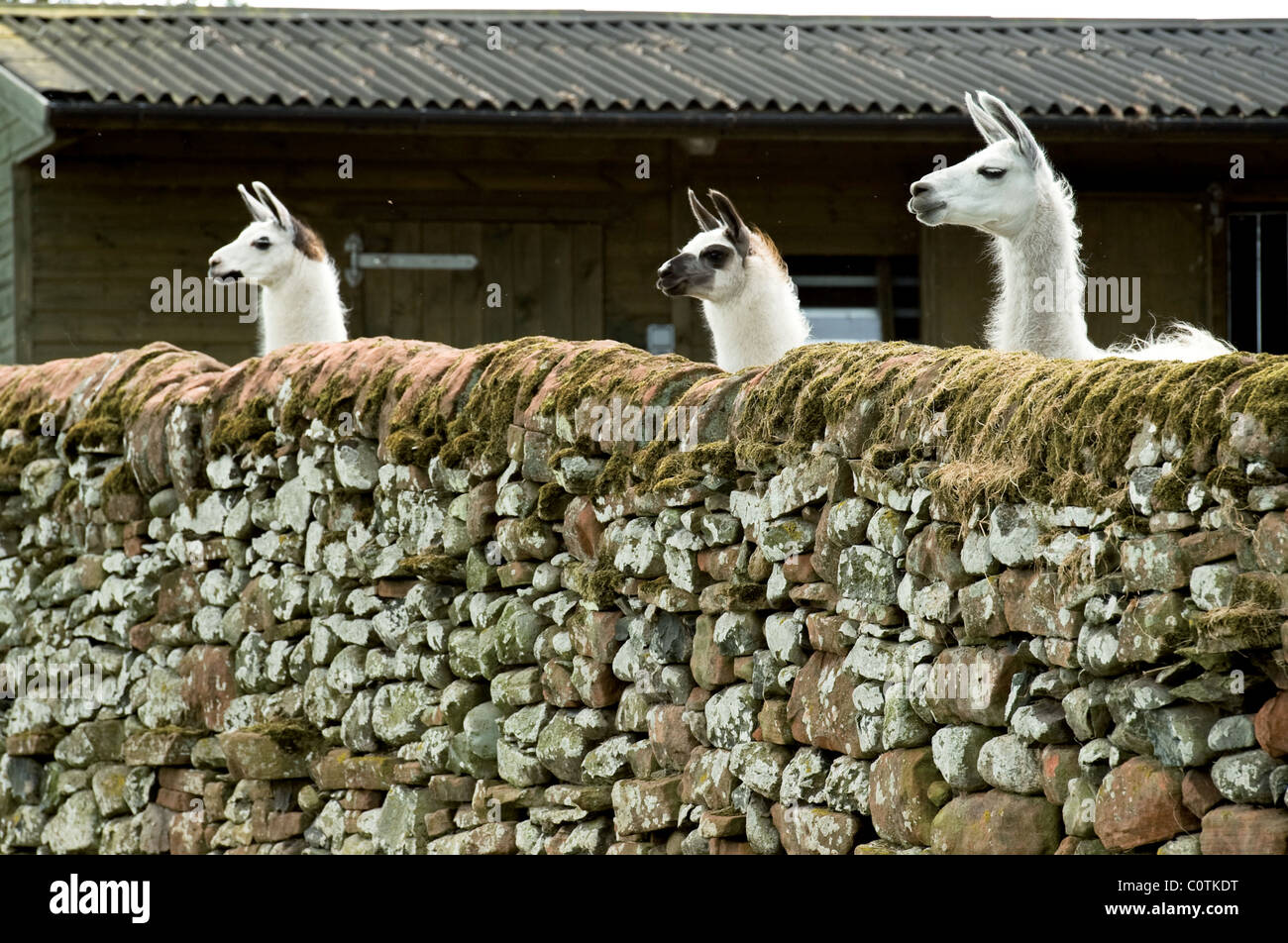 Groupe de lamas à plus d'un mur de pierre Banque D'Images