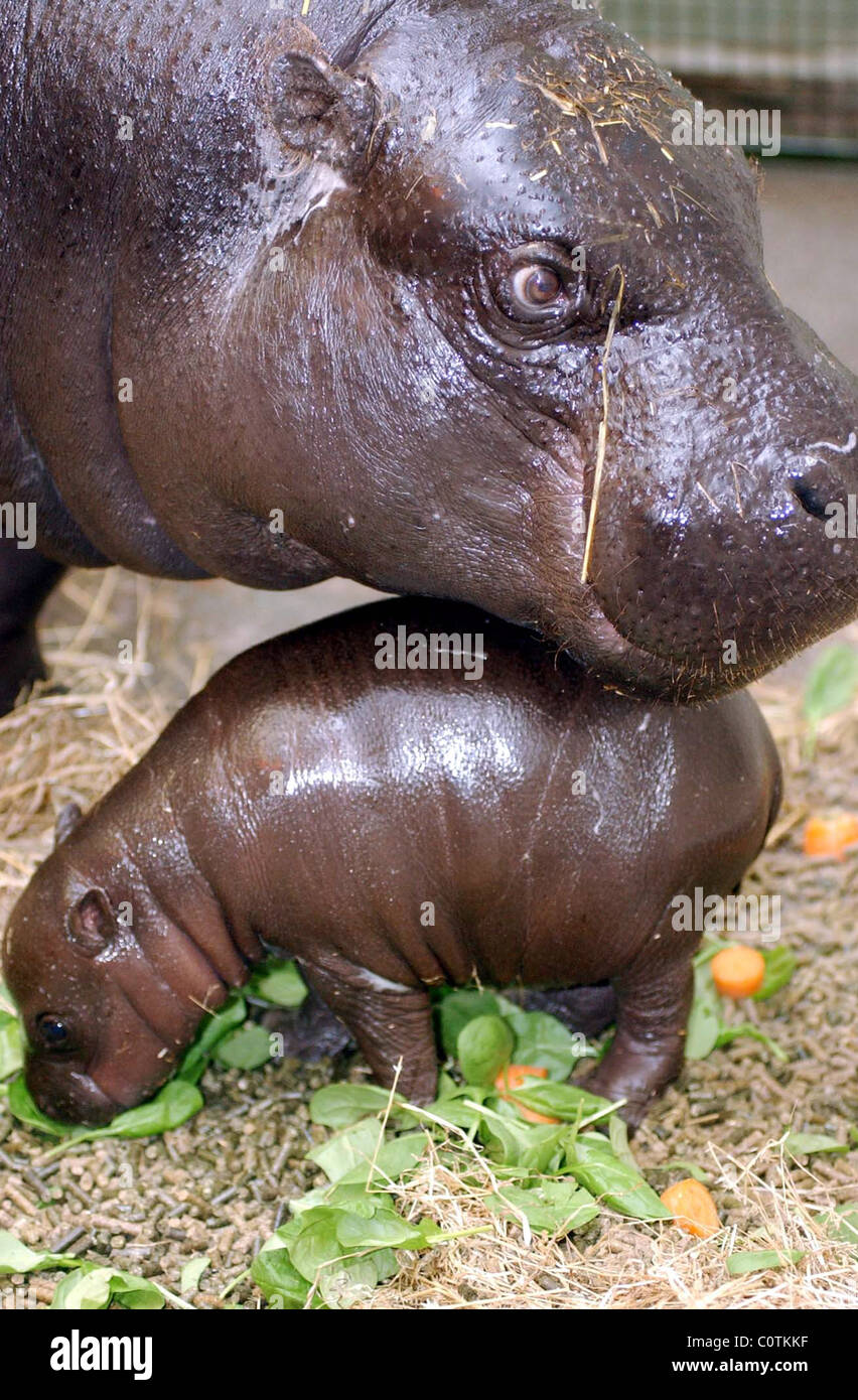 Zoo d'Édimbourg est celabrating l'arrivée de lizzie un nouveau bébé hippopotame pygmée né le 4 décembre. Lizzie la photo avec maman Banque D'Images