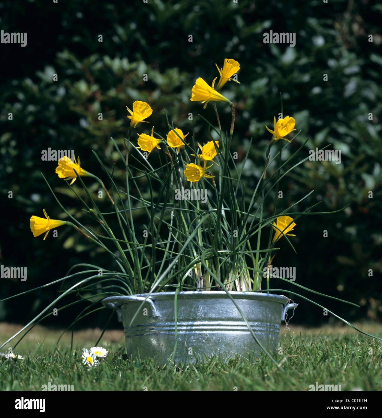 Narcissus bulbocodium la floraison dans un réservoir galvanisé Banque D'Images