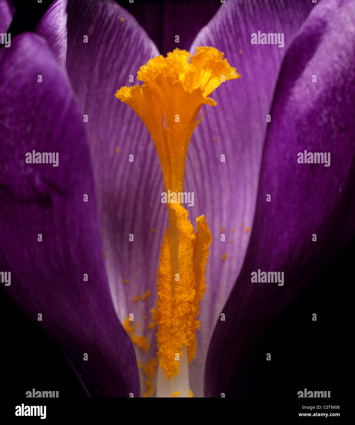 La stigmatisation, style, anthères et filaments d'une fleur de crocus Ruby Giant Banque D'Images