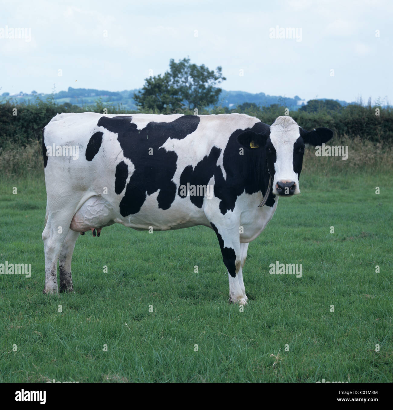 Friesian Holstein vache à traire sur la prairie d'été bonne, Devon Banque D'Images