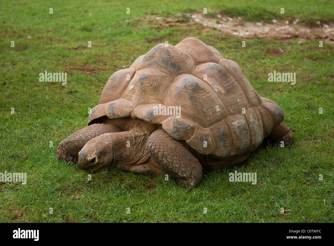 La tortue géante d'Aldabra (Aldabrachelys gigantea) se nourrissent d'herbe Banque D'Images