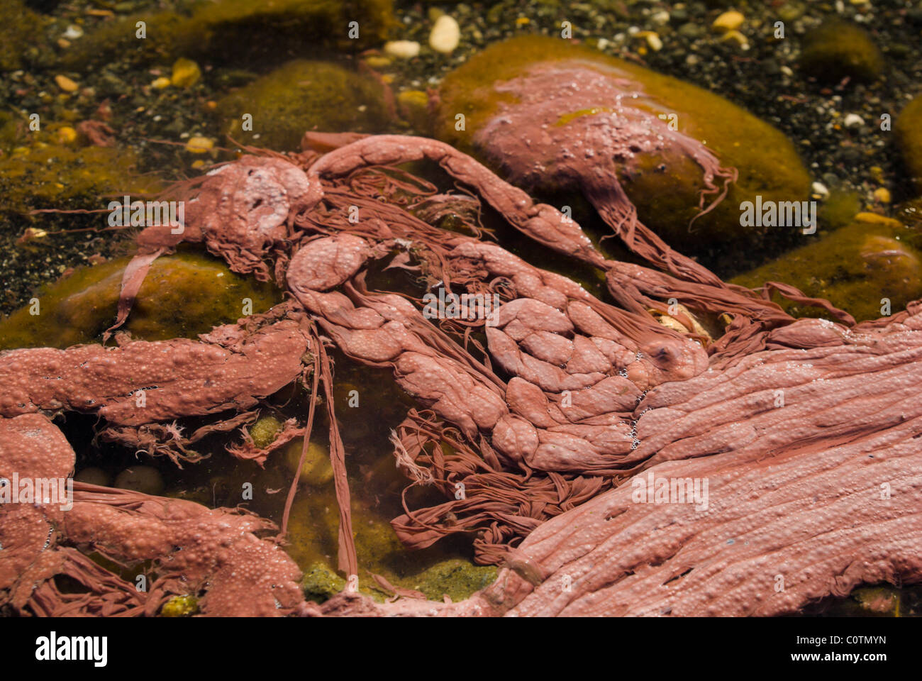 Le lac Albano, close-up de l'eau rouge, en raison de Planktothrix rubescens, saison d'hiver. Banque D'Images