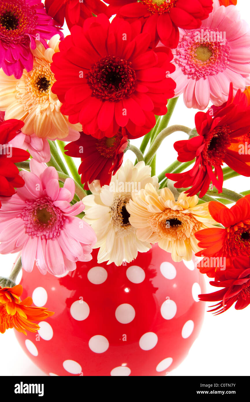 Détail d'un vase rouge en pointillés avec Gerber colorés Banque D'Images