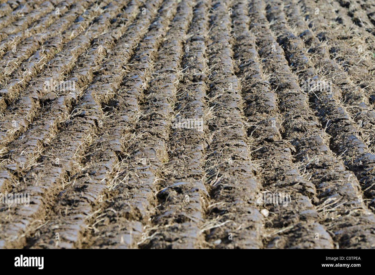 Sillons fraîchement labourés dans un champ Banque D'Images