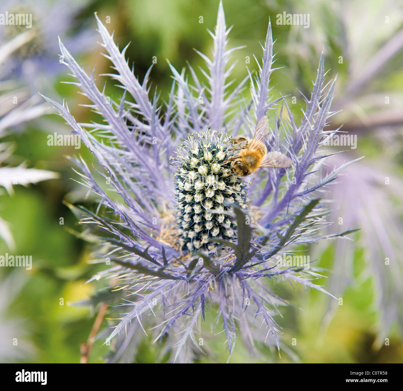 Close-up of BEE on Sea Holly Thistle Banque D'Images