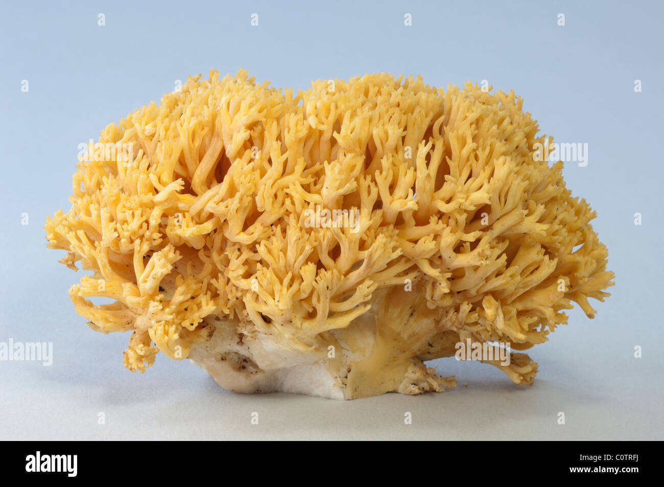 Golden Coral Fungus (Ramaria aurea), organe de fructification, studio photo sur un fond blanc. Banque D'Images