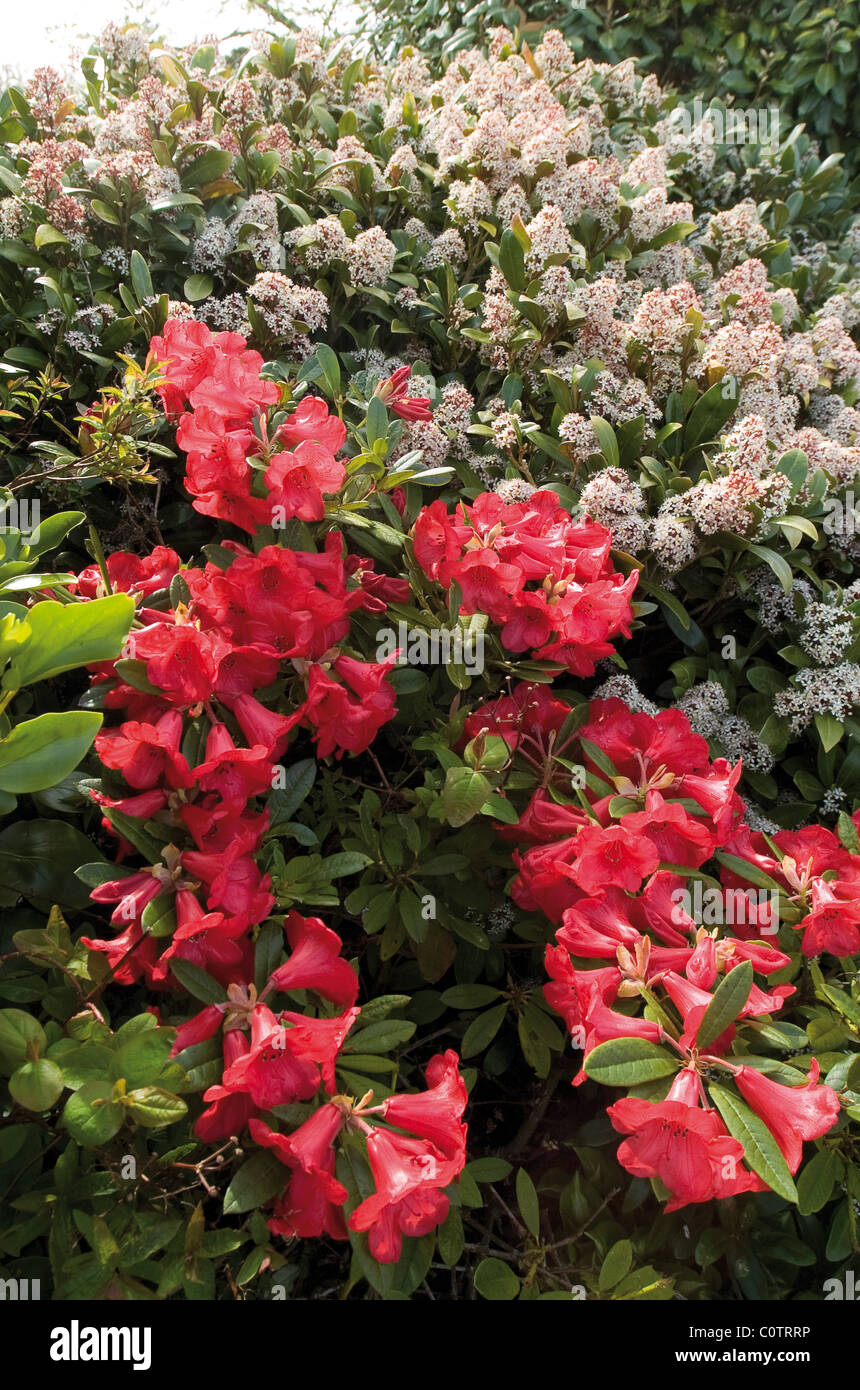 Caryopteris pâle et Fleurs Fleurs Rhododendron Rouge Vif Banque D'Images
