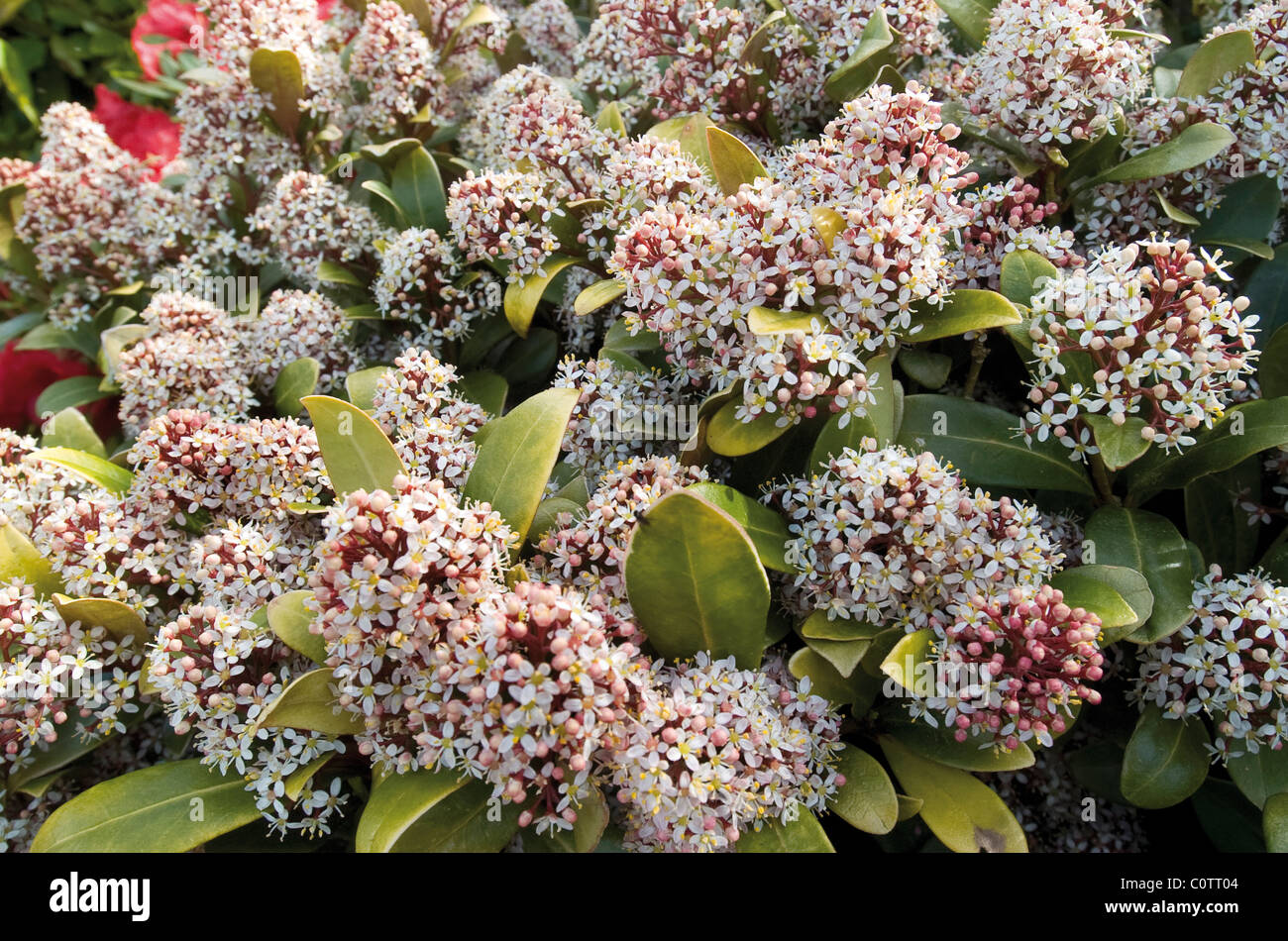 Plante de jardin Skimmia Banque D'Images