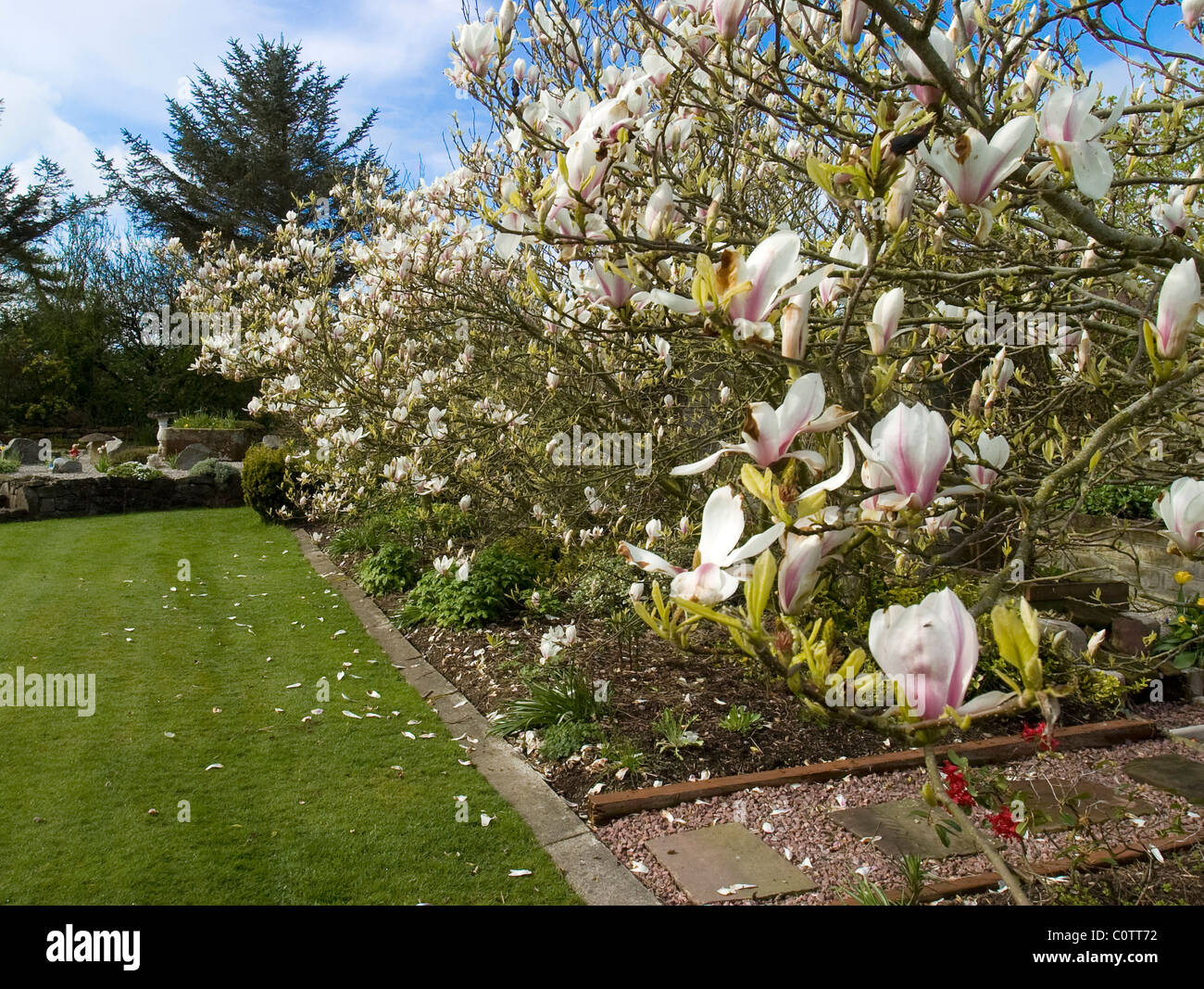 Magnolia dans le jardin Banque D'Images