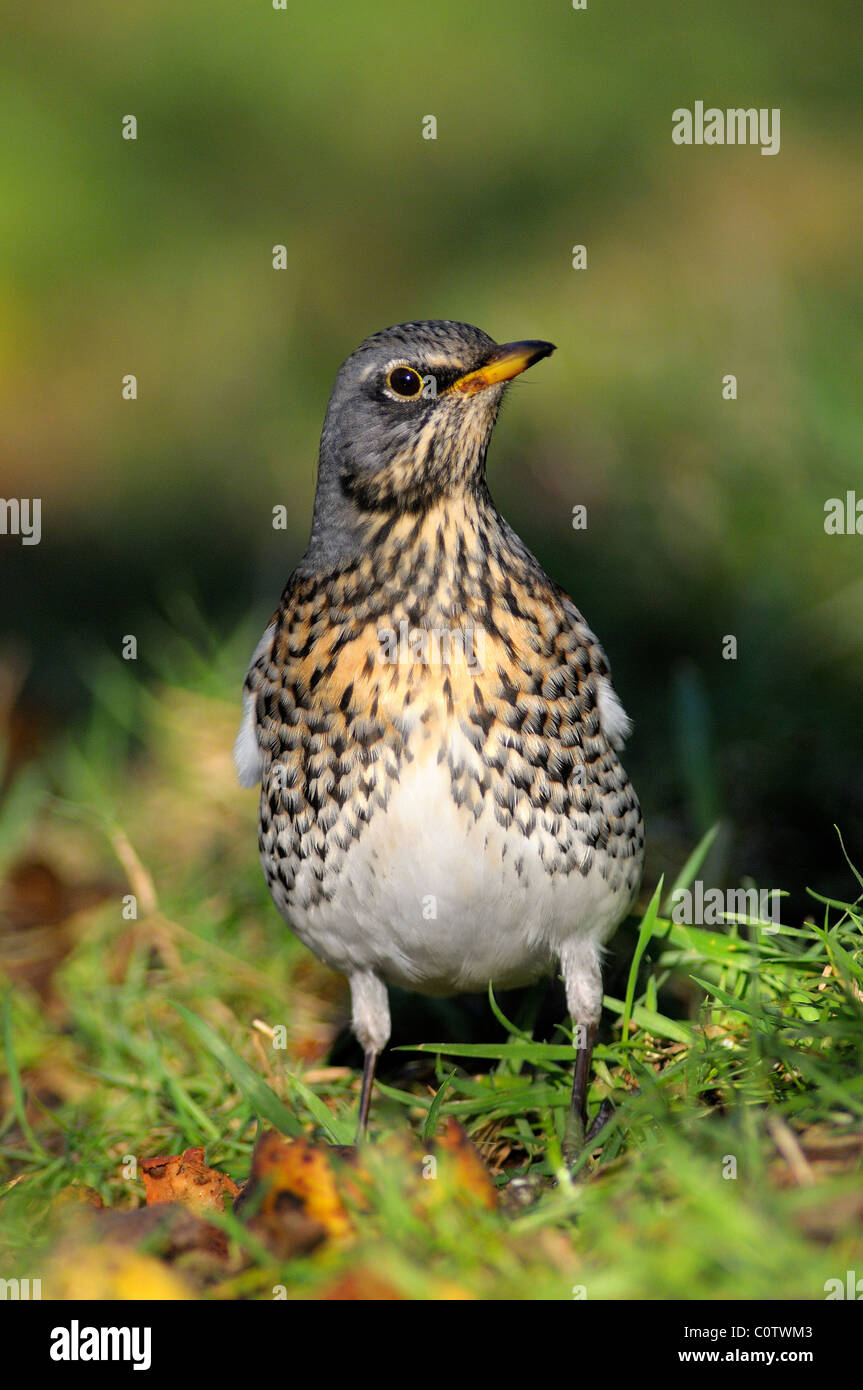 Manger des pommes, Fieldfare manne f turdus. Dorset, UK Décembre 2008 Banque D'Images