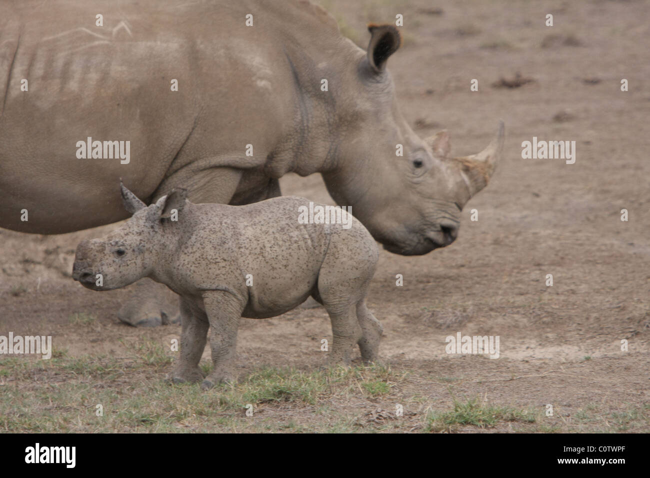 Baby White Rhino avec la mère Banque D'Images