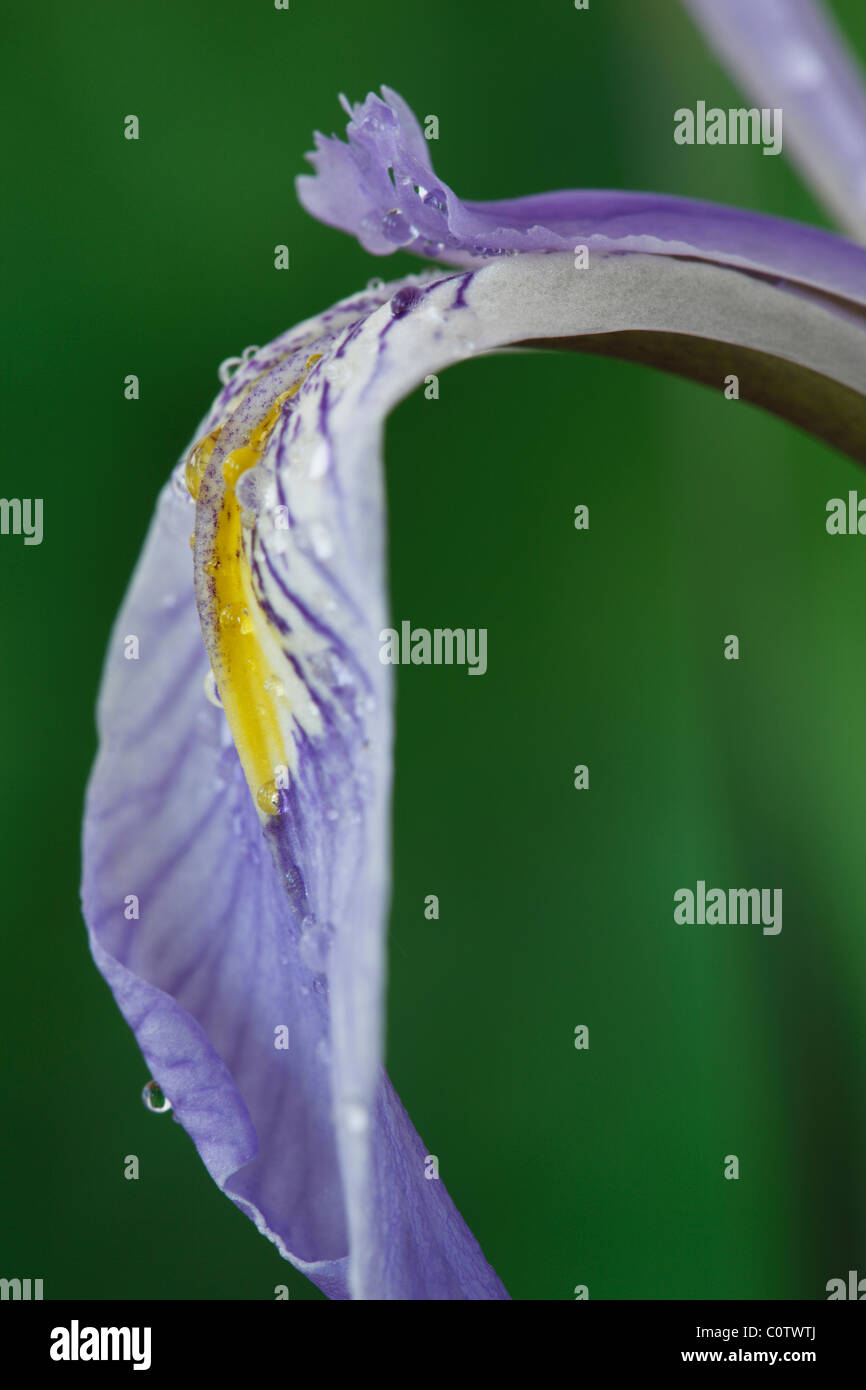 Drapeau du Missouri Iris missouriensis, Rocky Mountain iris Iris syn.montana peut Banque D'Images