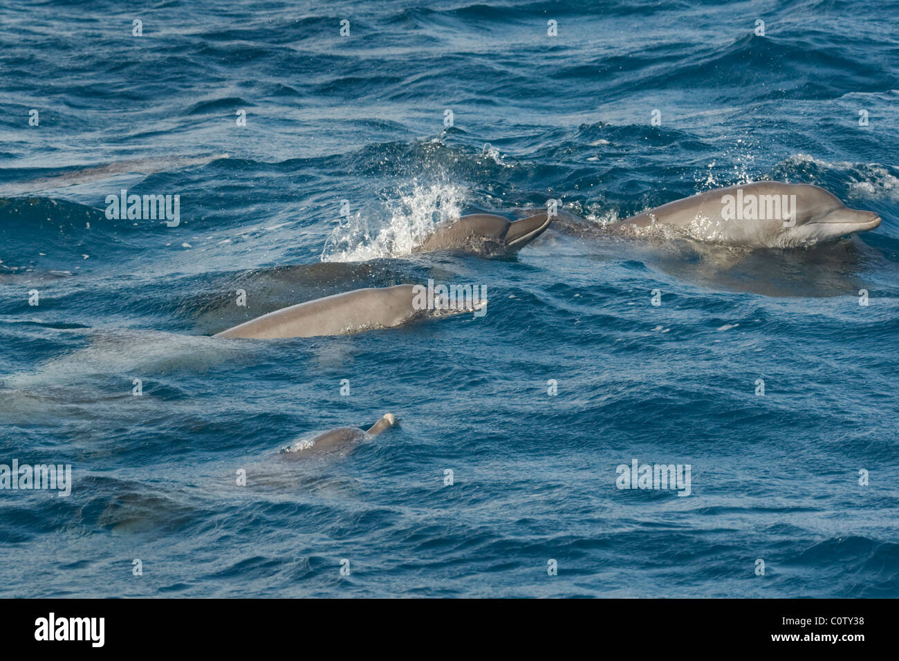 Les grands dauphins de l'Indo-Pacifique, Tursiops aduncus, surfaçage, Maldives, océan Indien. Banque D'Images