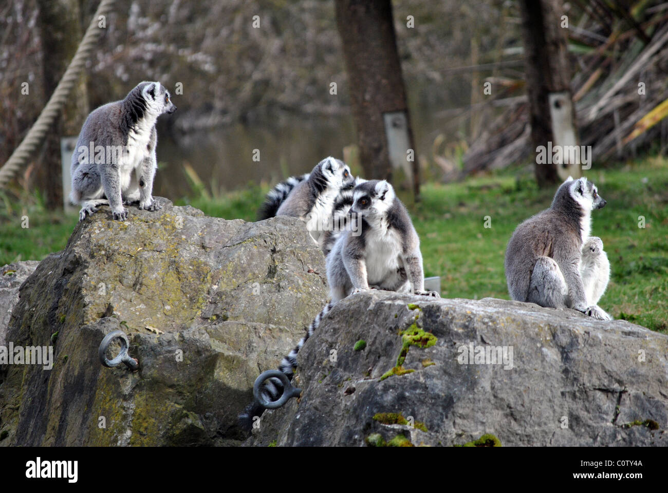 Un petit groupe de lémuriens à queue anneau dans le zoo de Dublin Irlande Banque D'Images