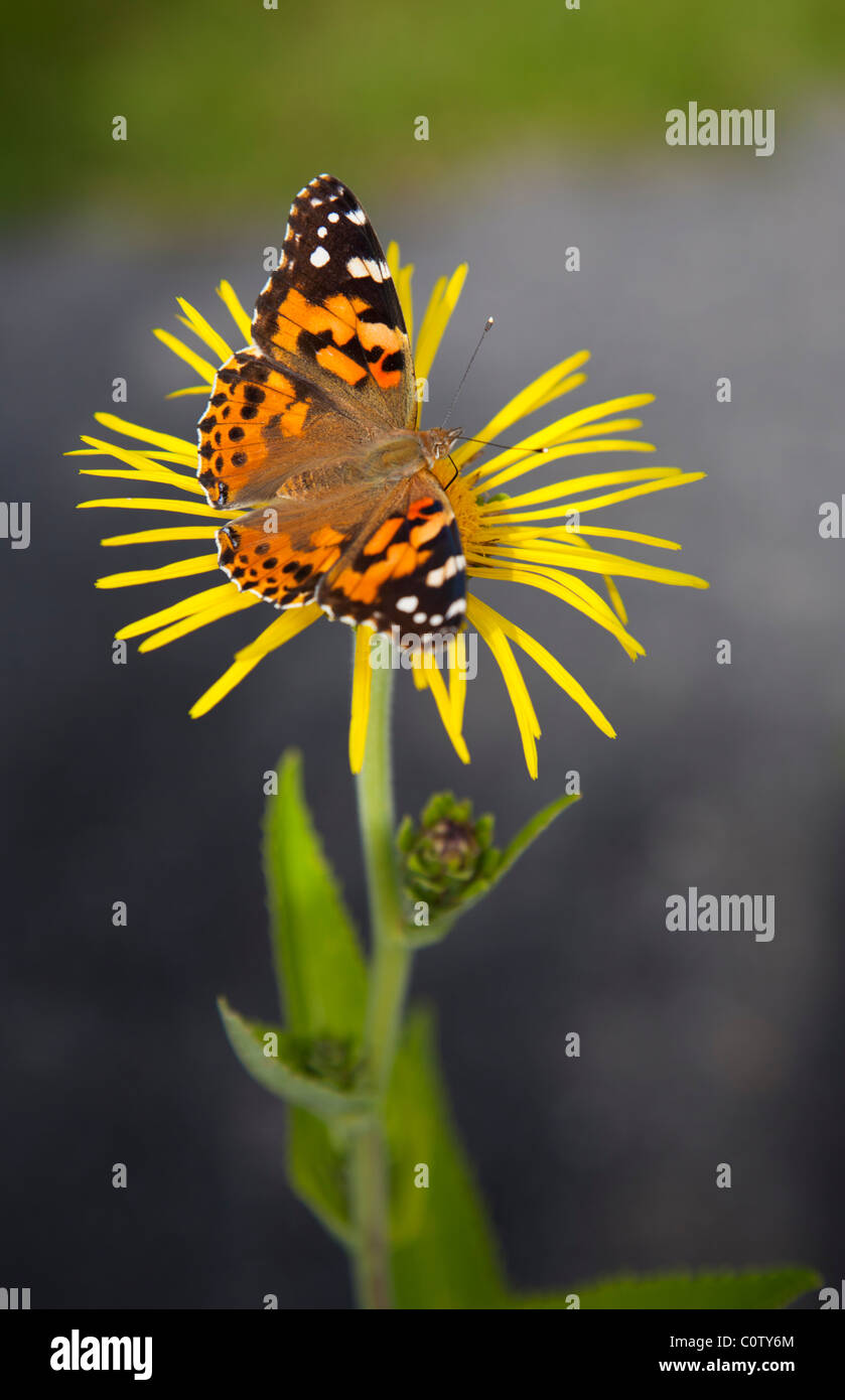 Dame peinte ( Vanessa cardui , Nymphalidae ) papillon suçant le nectar de fleur jaune , Finlande Banque D'Images