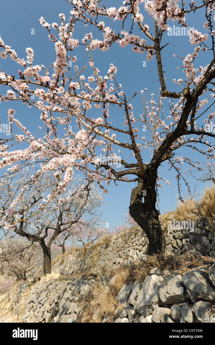 Les amandiers en fleurs avec de plus en plus sur une étroite terrasse, près de la montagne, Tarbena Alicante Province, Comunidad Valencia, Espagne Banque D'Images