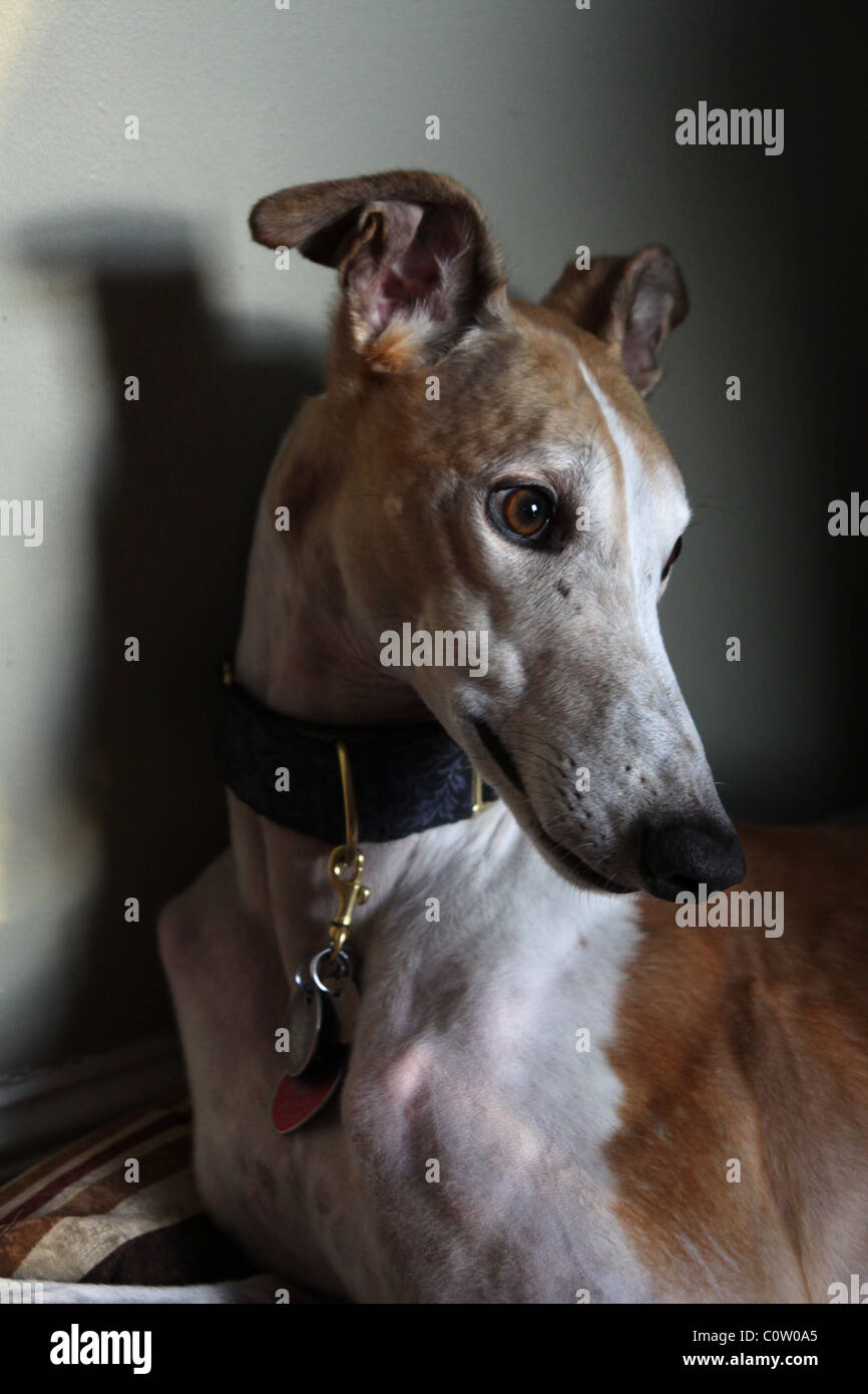 Un gros plan du visage d'un Greyhound avec oreilles soulevées. Banque D'Images