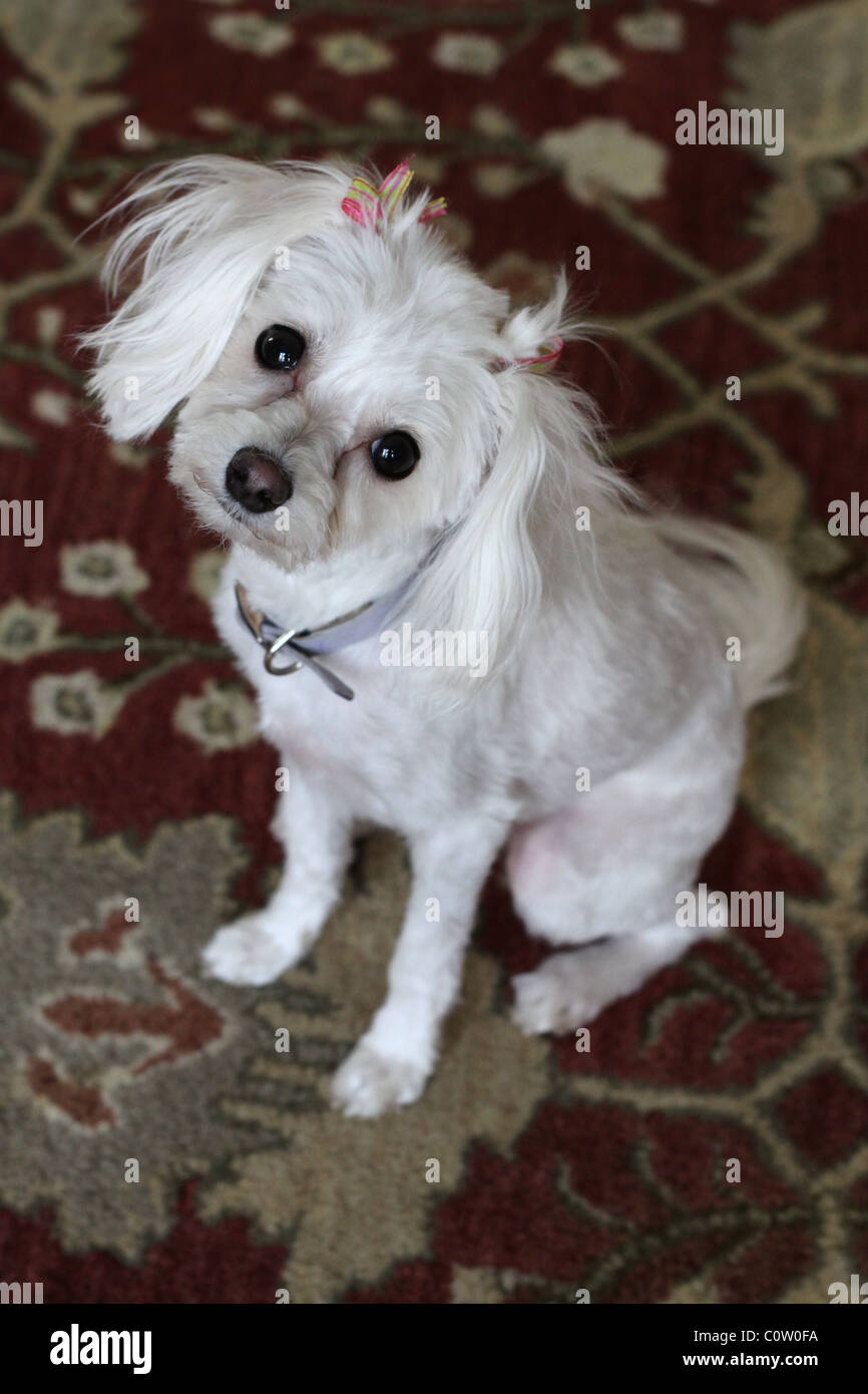 Un mignon petit chien blanc avec des rubans dans ses cheveux. Banque D'Images