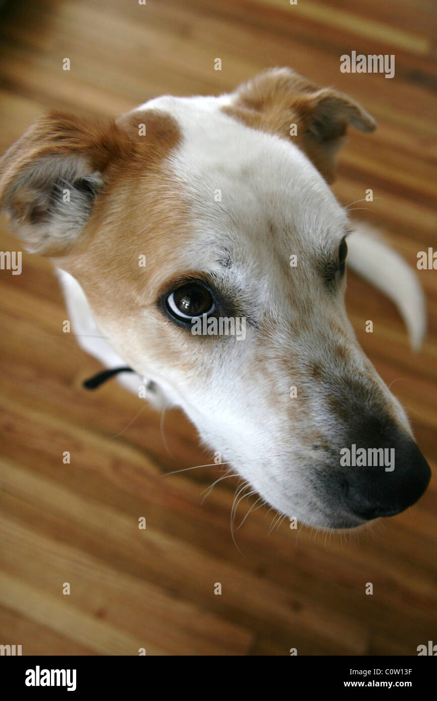 Gros plan du visage d'un joli chien. Banque D'Images