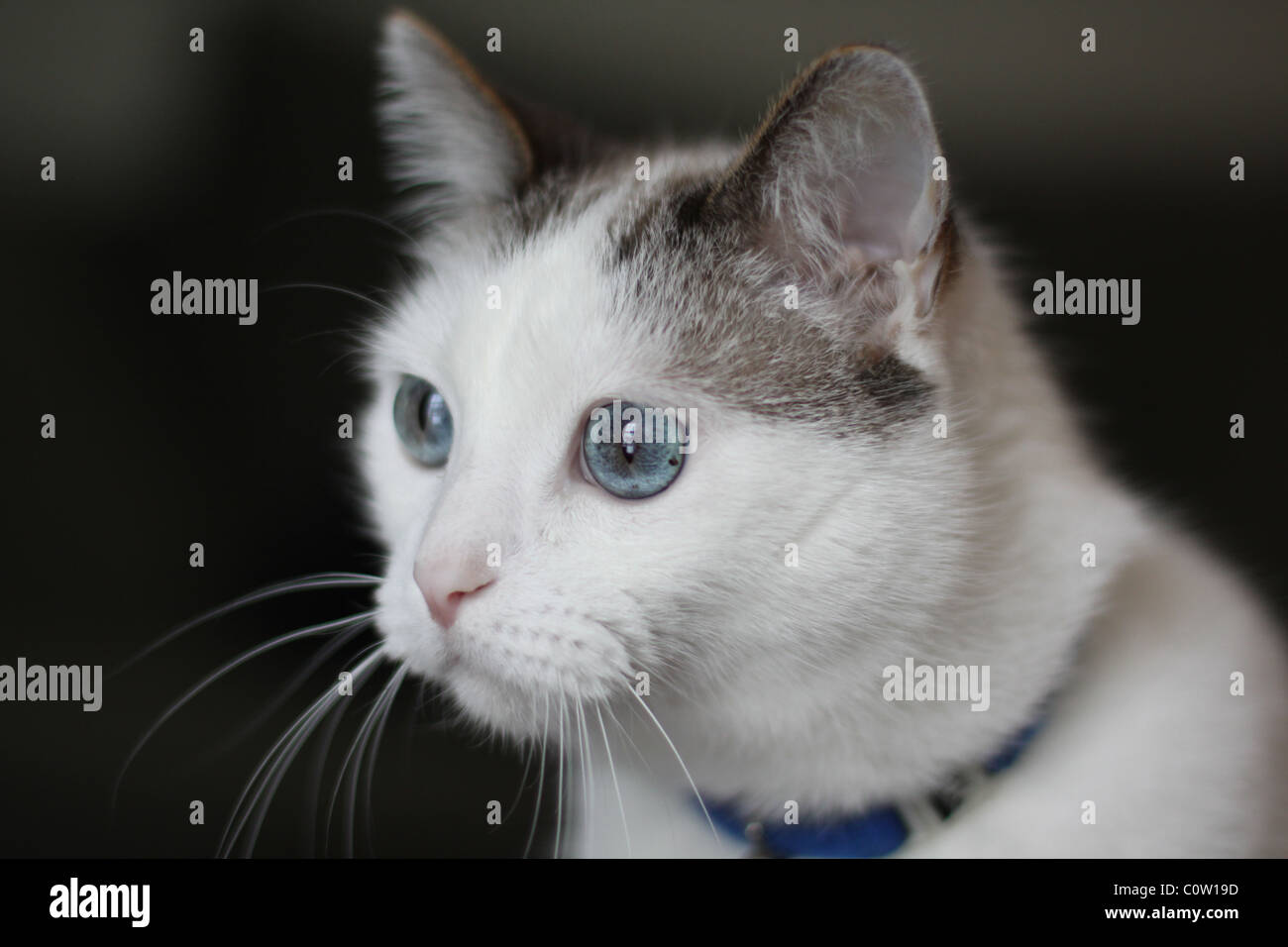 Gros plan du visage d'un joli chat avec de grands yeux bleus. Banque D'Images