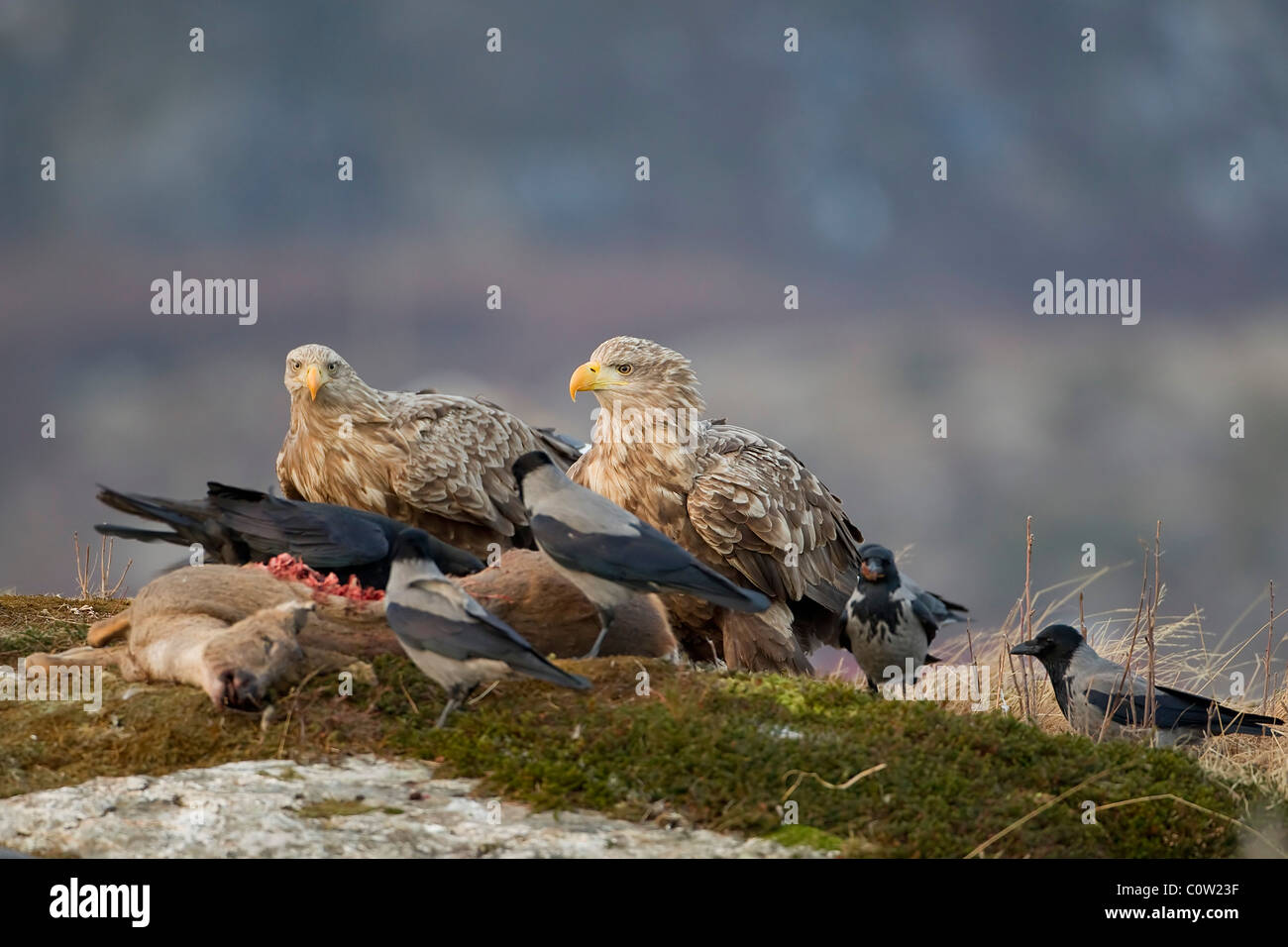 Une paire de Pygargues Haliaeetus albicilla perché sur une carcasse de chevreuil par temps venteux sur la côte norvégienne Banque D'Images