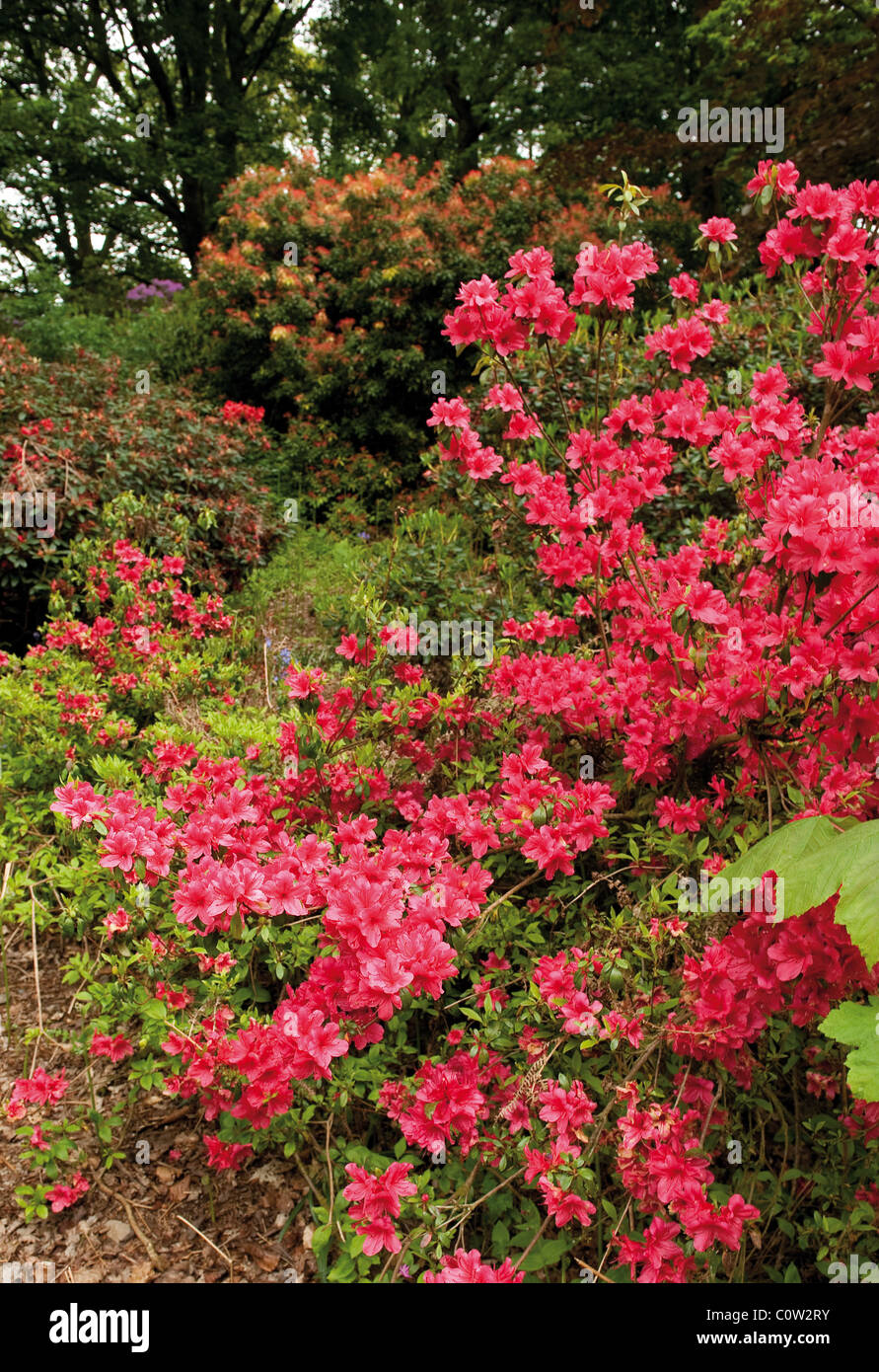 D'un rouge pourpre fleur rhododendrons hybrides Banque D'Images