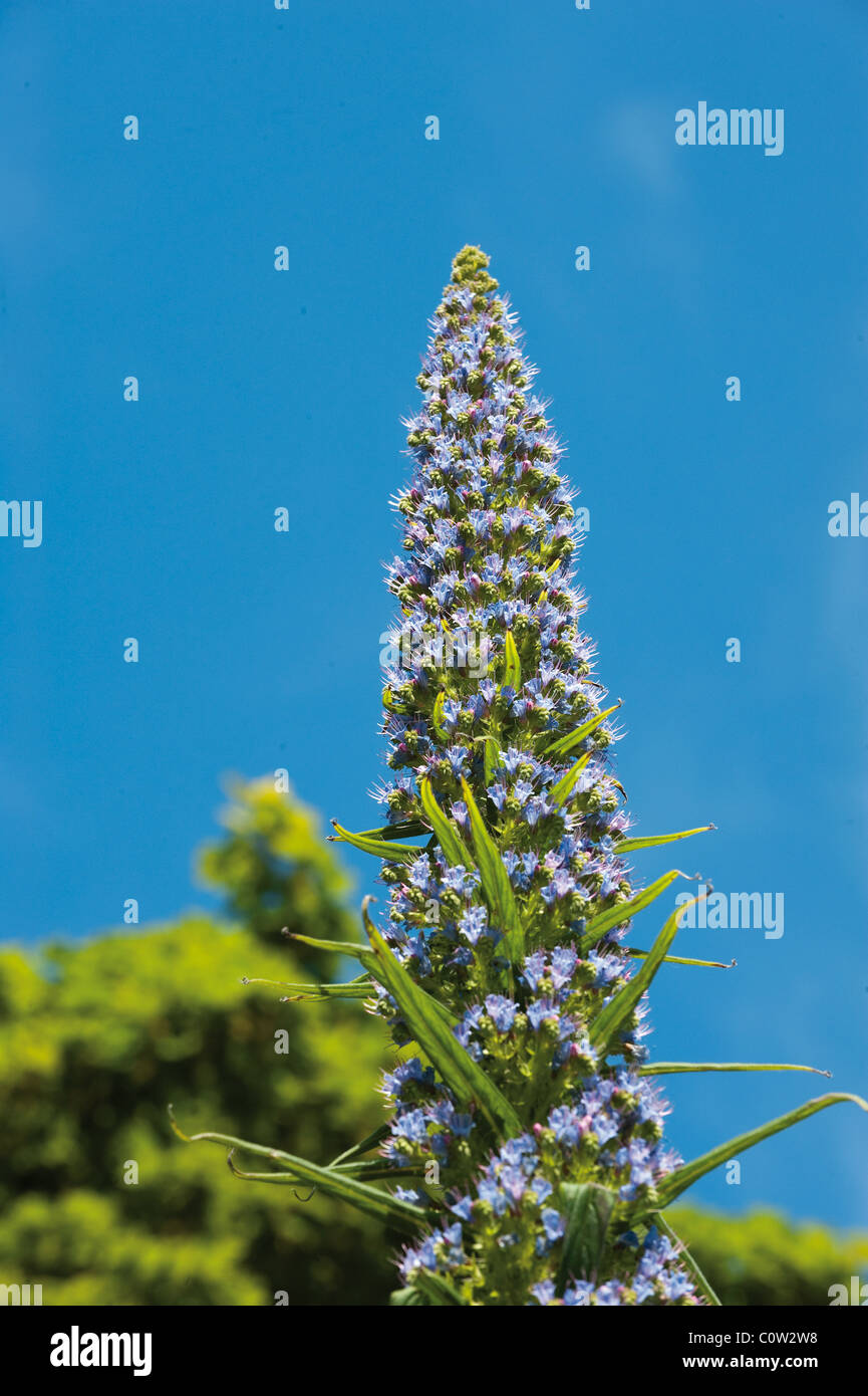 Plante à fleurs lilas against a blue sky Banque D'Images