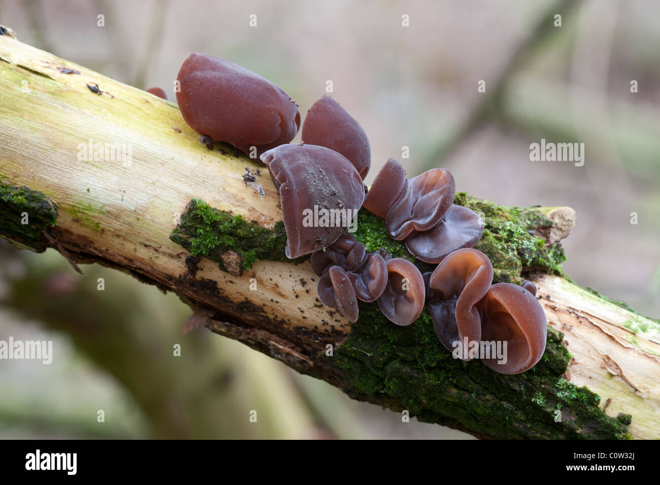 Le juif (gelée) Oreille Auricularia auricula-judae fructification poussant sur un tronc d'arbre aîné mort Banque D'Images
