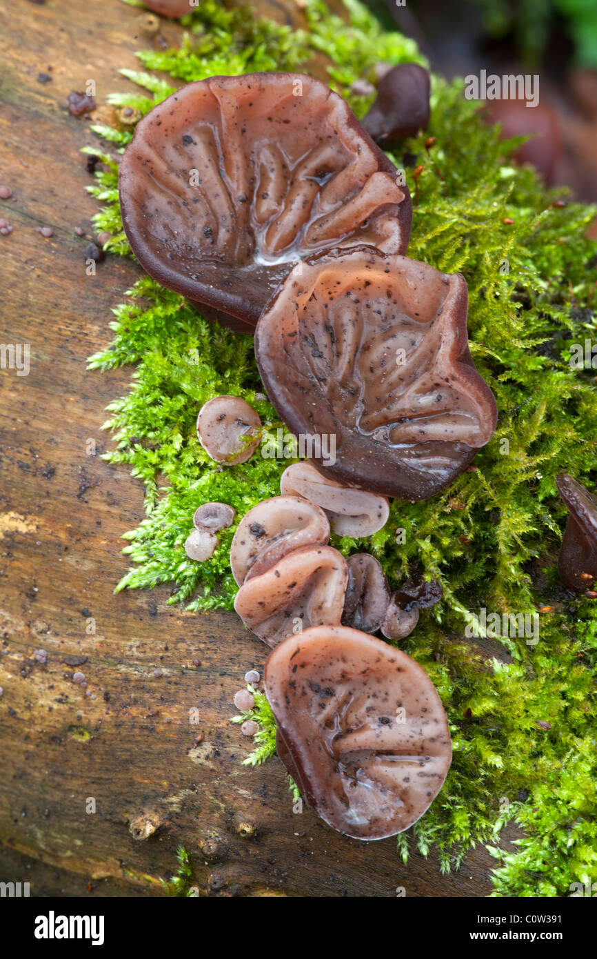 Le juif (gelée) Oreille Auricularia auricula-judae fructification poussant sur un tronc d'arbre aîné mort Banque D'Images