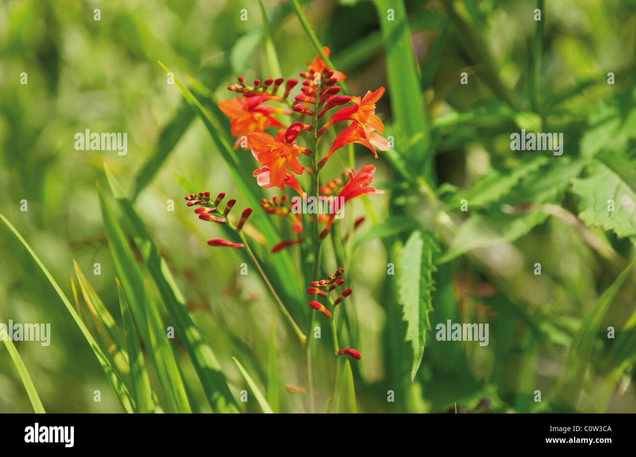 Une plante et fleurs Cultivar Crocosmia Banque D'Images