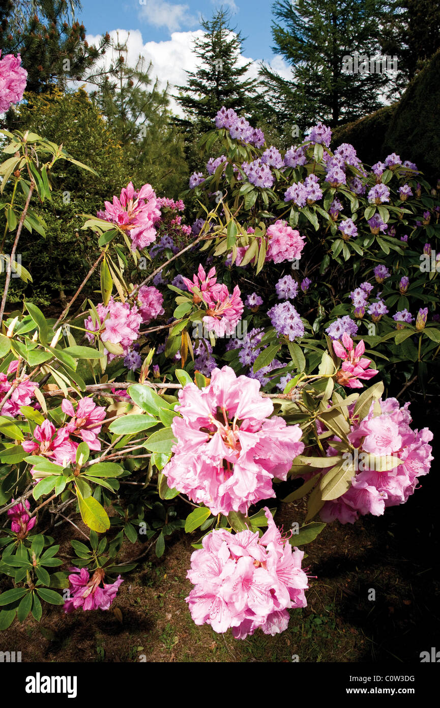 Rhododendron plante à fleurs roses Banque D'Images