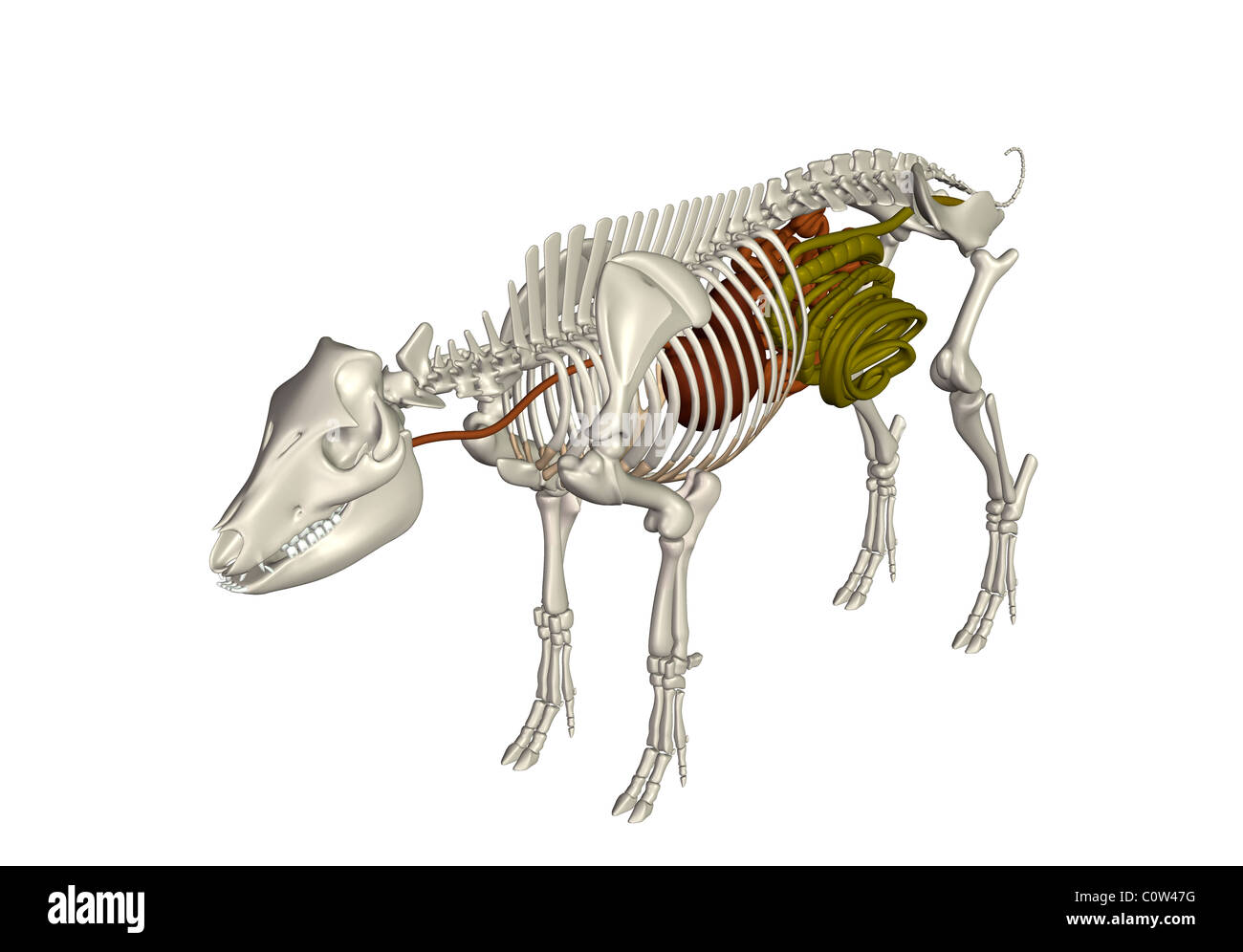 Anatomie de l'estomac de porc digestion côlon Banque D'Images