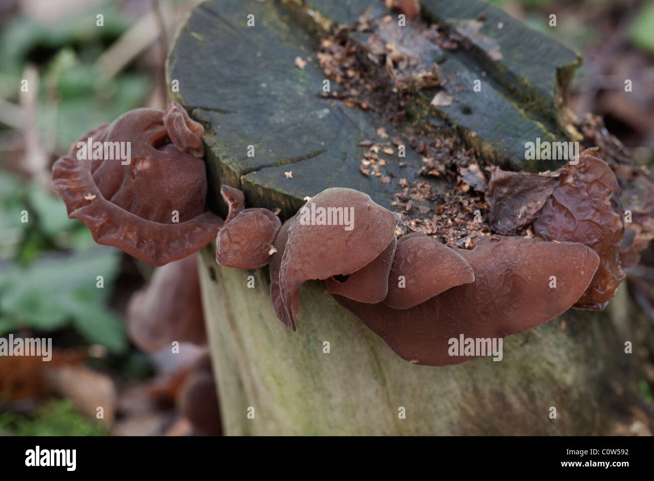Le juif (gelée) Oreille Auricularia auricula-judae fructification poussant sur un Aîné mort treestump Banque D'Images