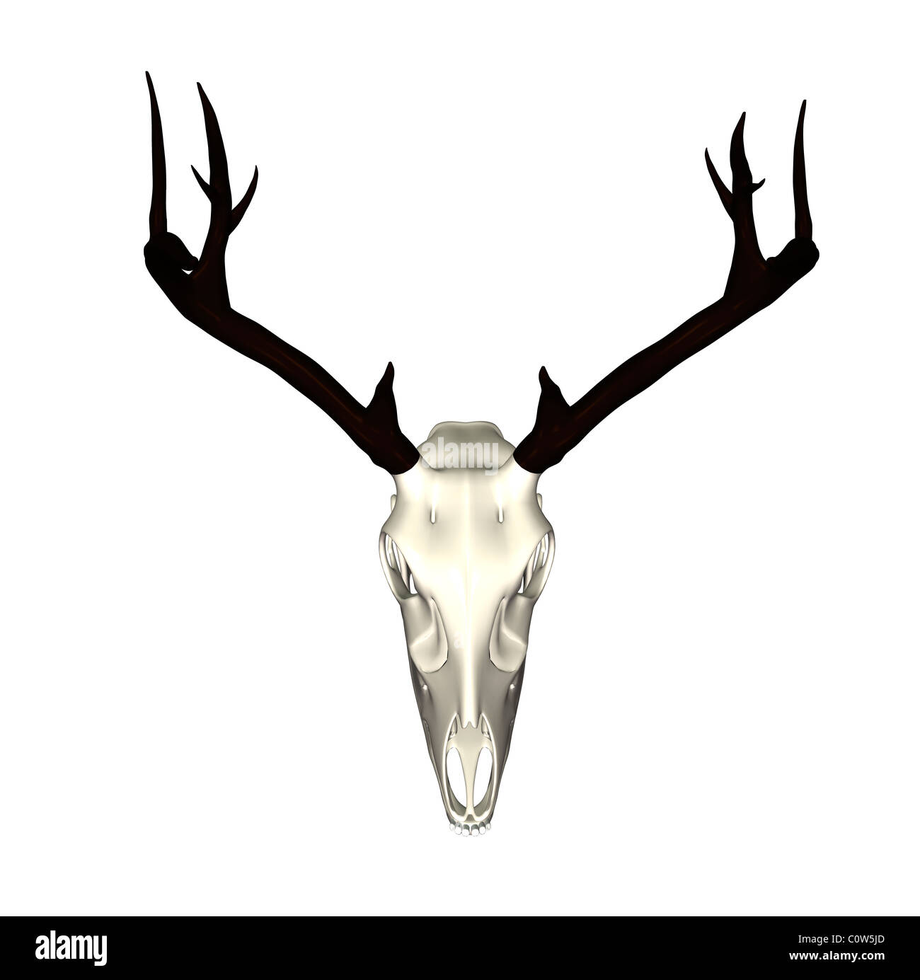 Squelette anatomie deer Banque D'Images