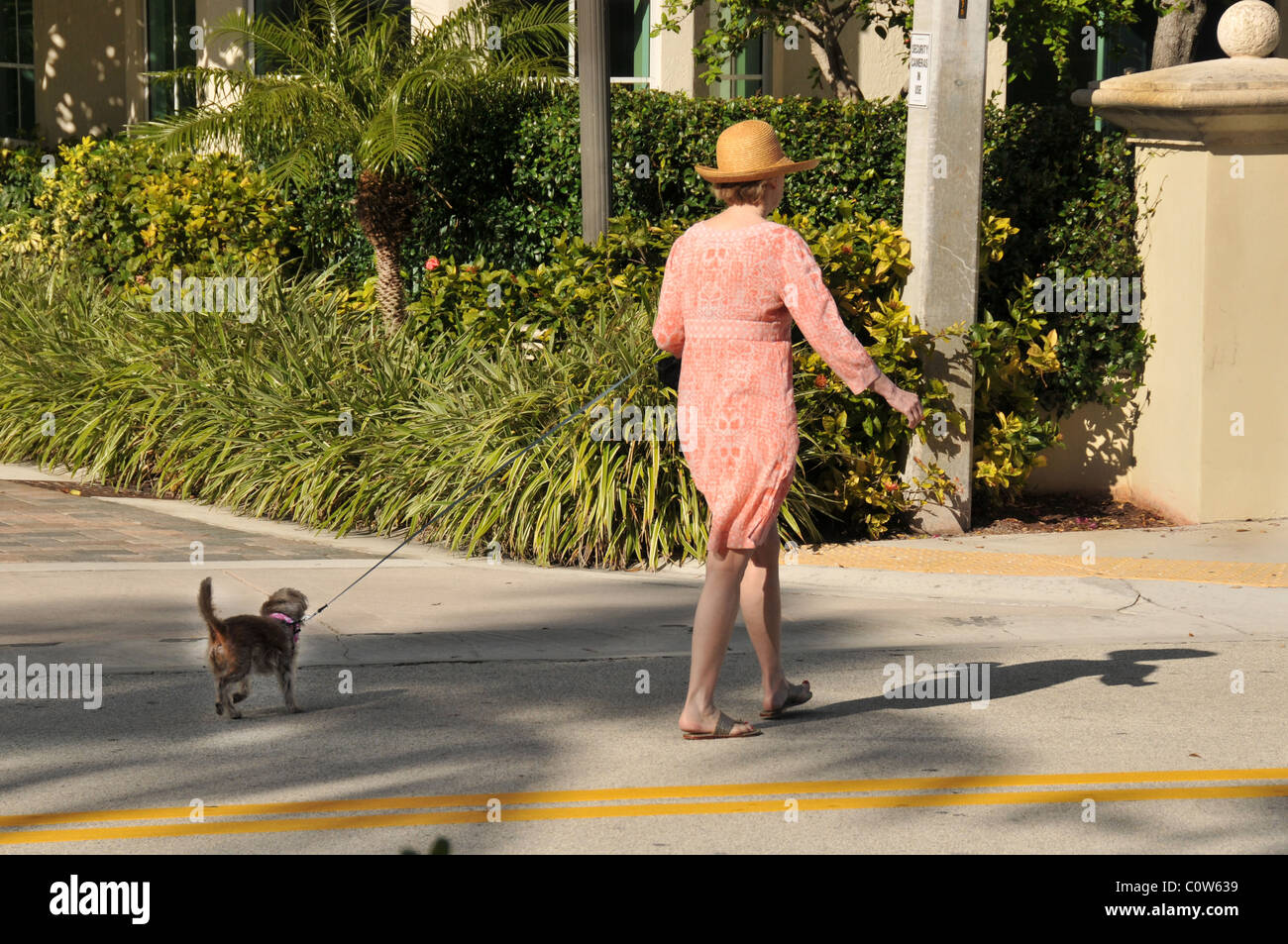 Femme marche chien de compagnie. Banque D'Images