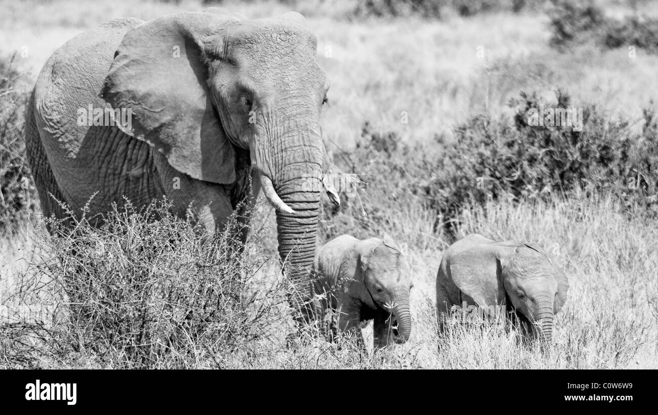 Les éléphants et Elephant Pack/Famille Samburu National Reserve, Kenya, Africa Banque D'Images