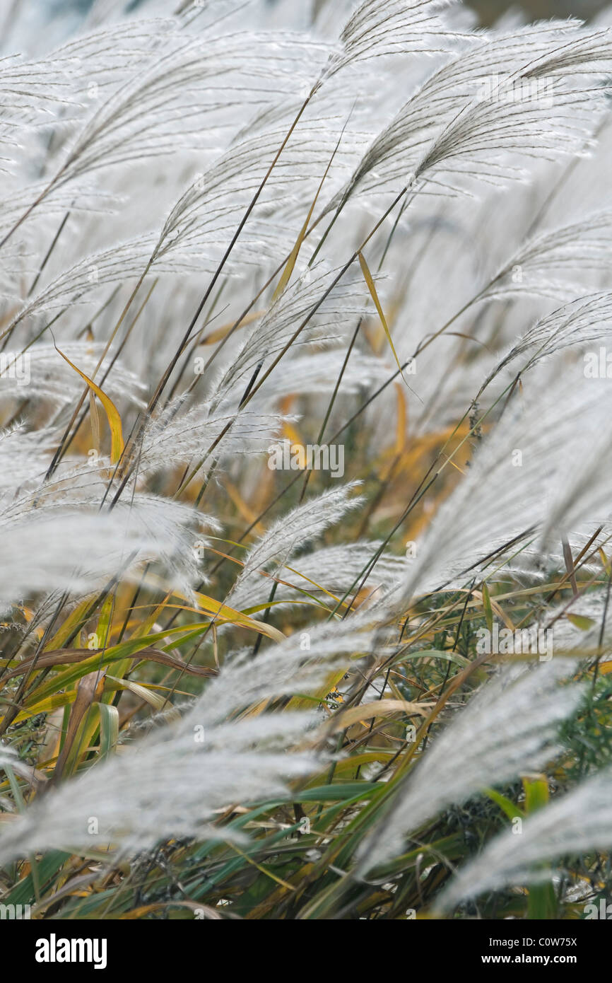 Silvergrass Amur (Miscanthus sacchariflorus). Banque D'Images