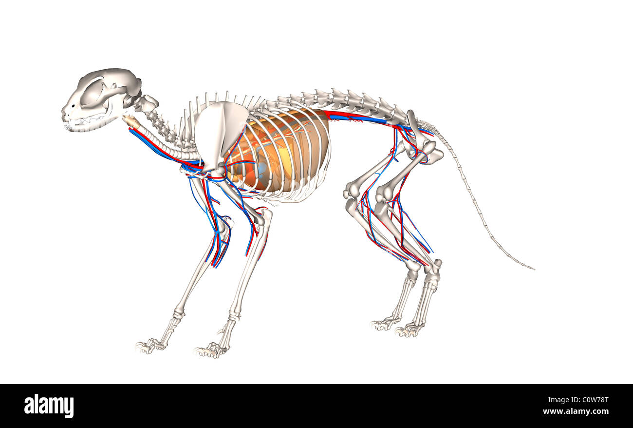 Anatomie de l'appareil respiratoire circulation coeur cat Banque D'Images