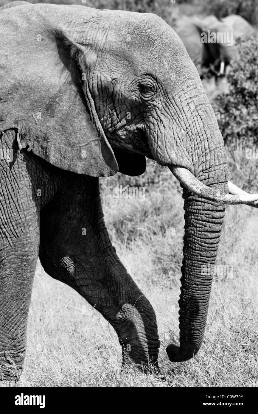 Les éléphants et Elephant Pack/Famille Samburu National Reserve, Kenya, Africa Banque D'Images