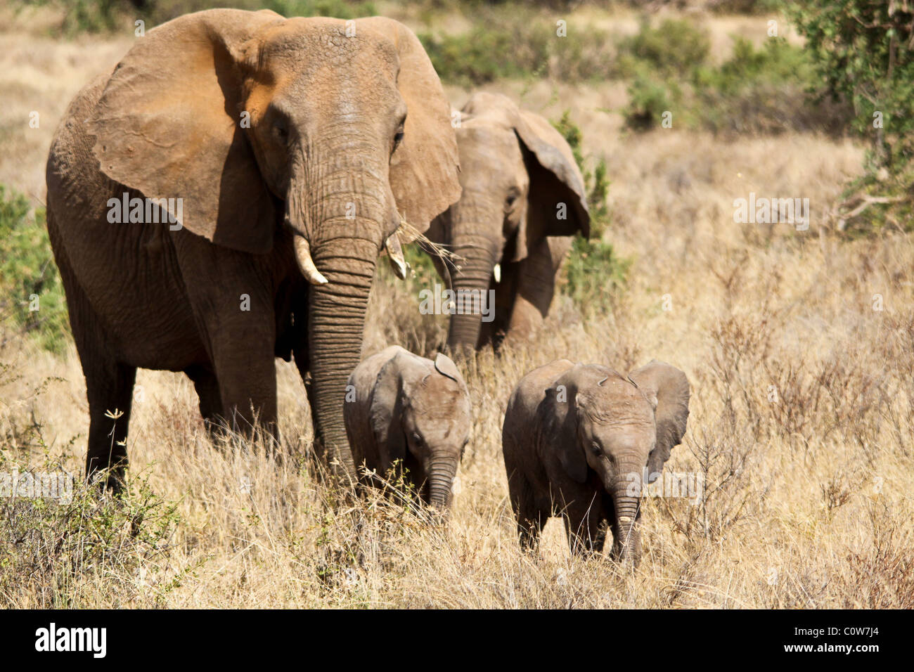 Les éléphants et Elephant Pack/Famille Samburu National Reserve, Kenya, Africa Banque D'Images