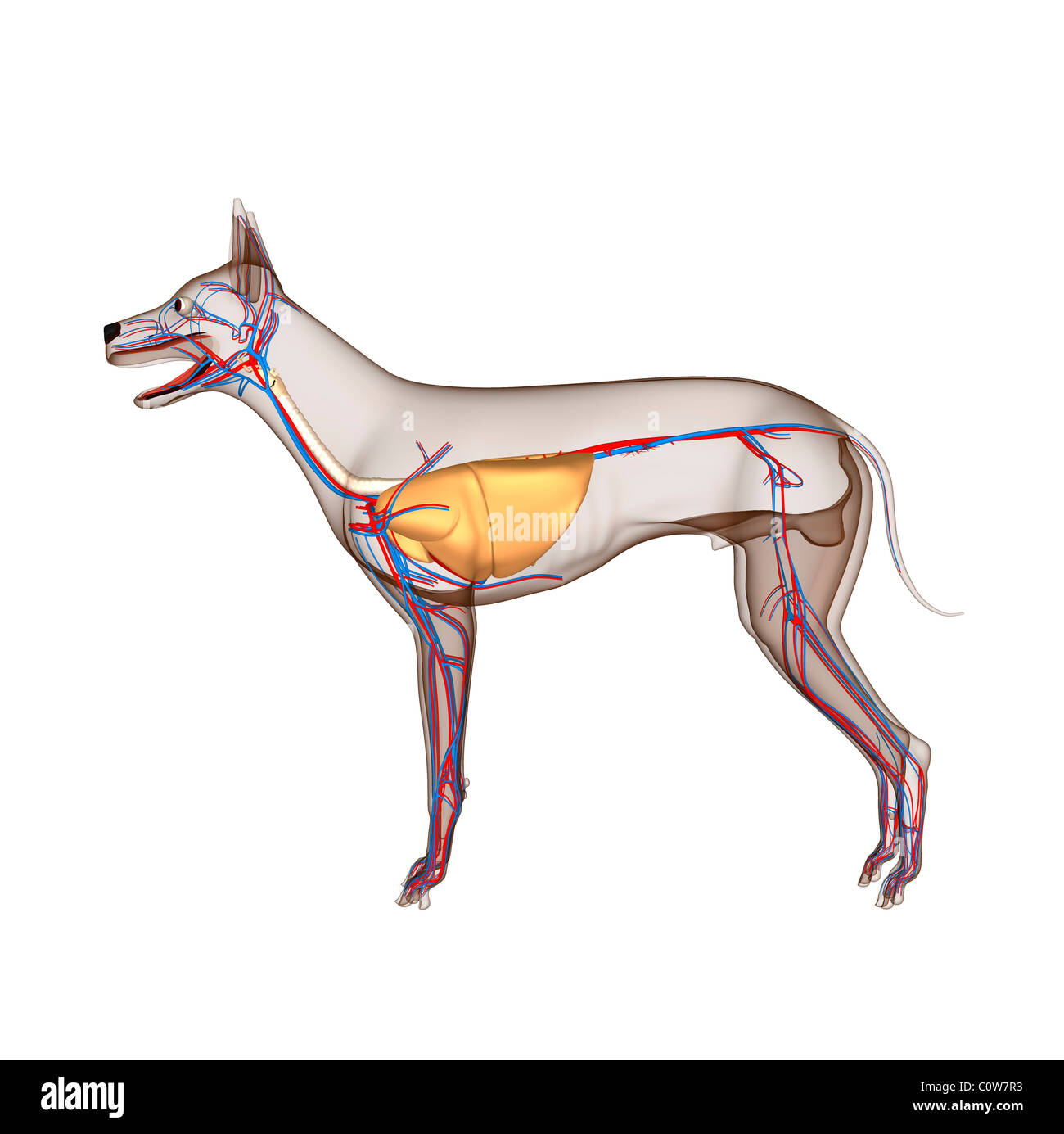 Anatomie chien circulation coeur corps transparent avec respiratoire Banque D'Images