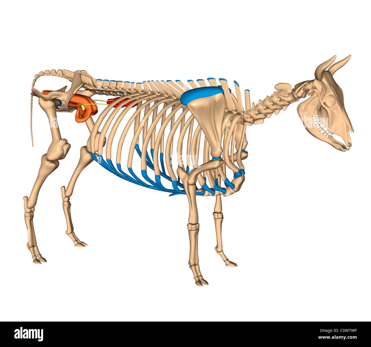 Anatomie du squelette reproduction vache Banque D'Images
