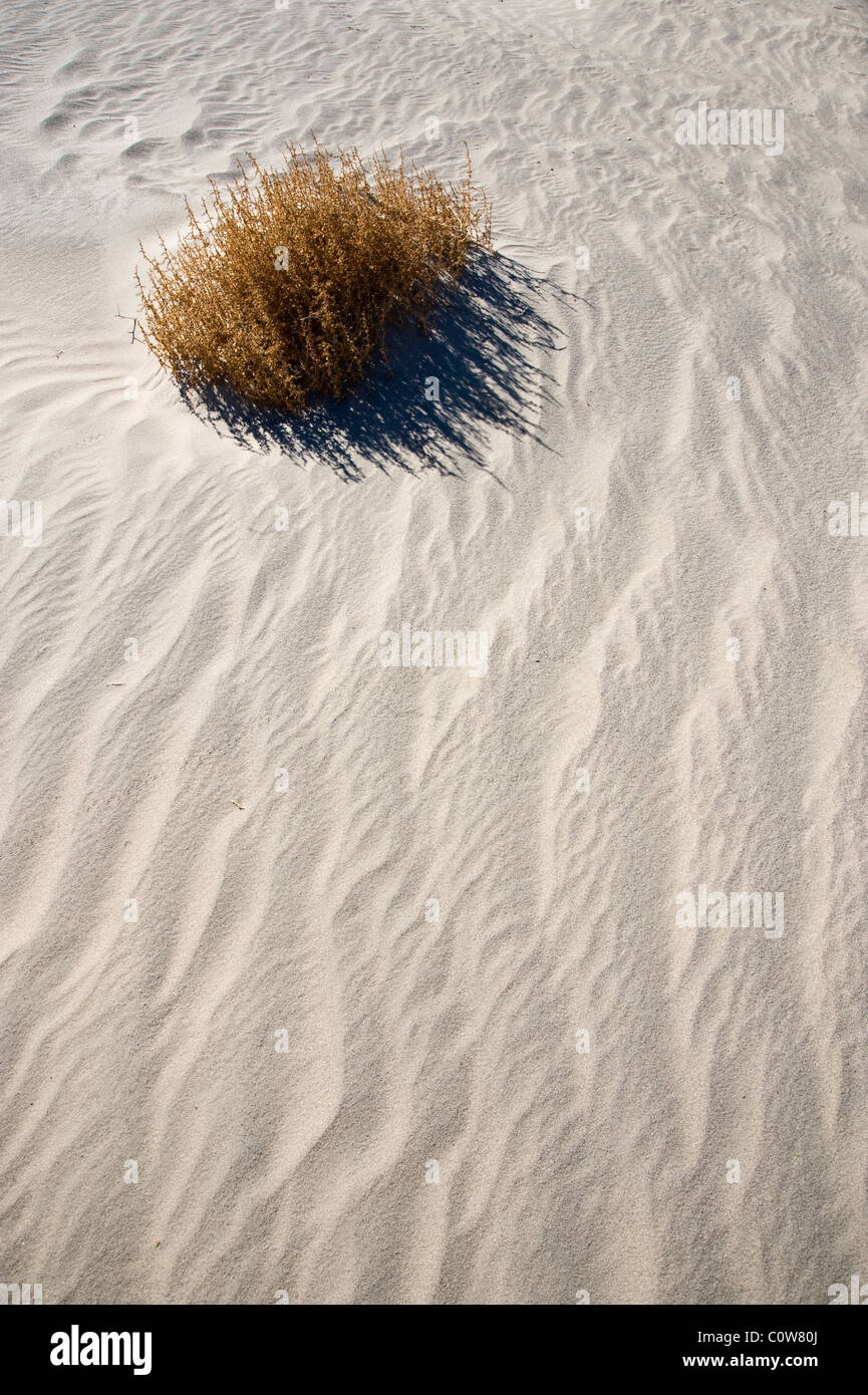 L'herbe des dunes de sable, Dune, Death Valley National Park, États-Unis Banque D'Images