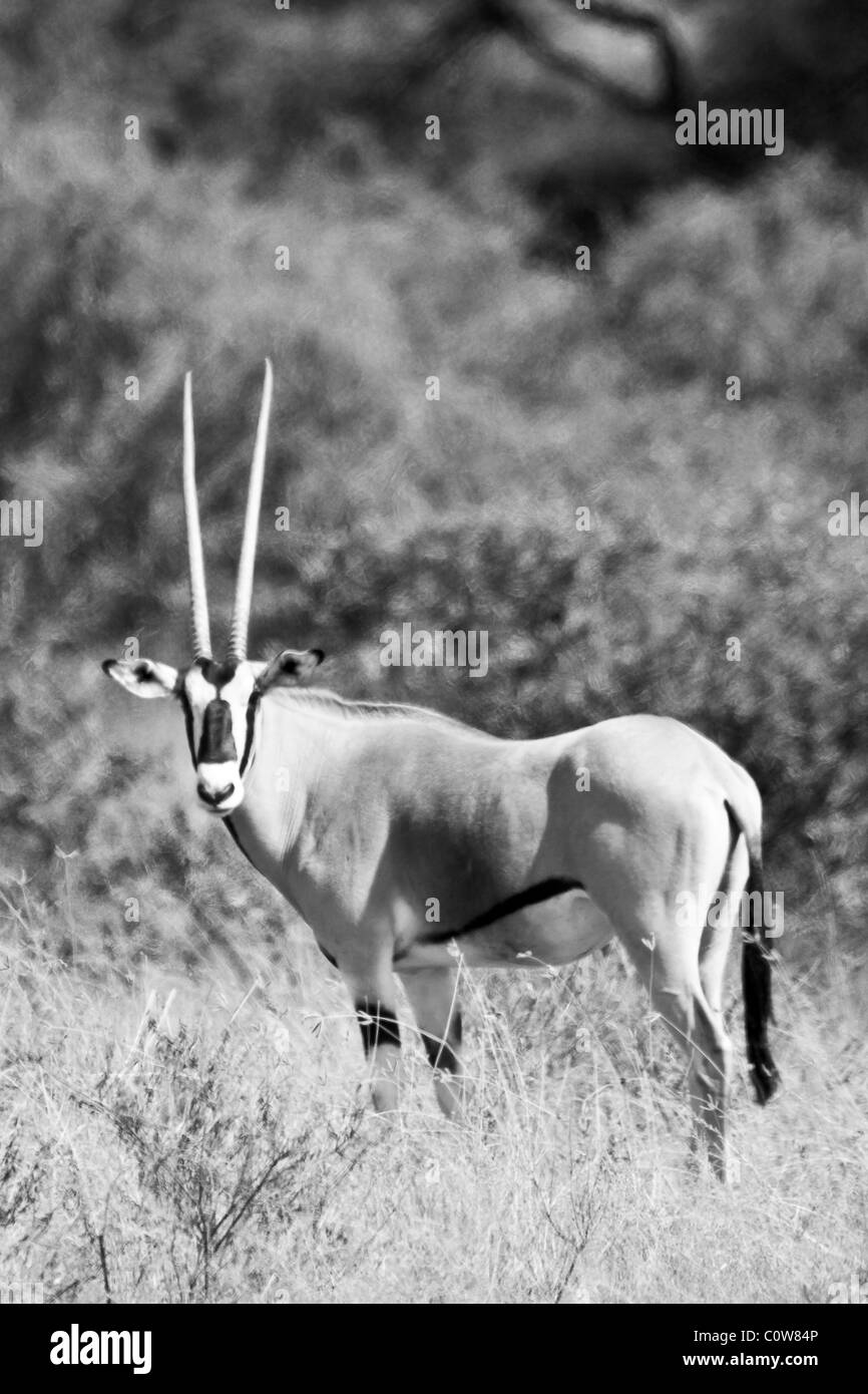 Oryx de beisa, Samburu National Reserve, Kenya, Africa Banque D'Images